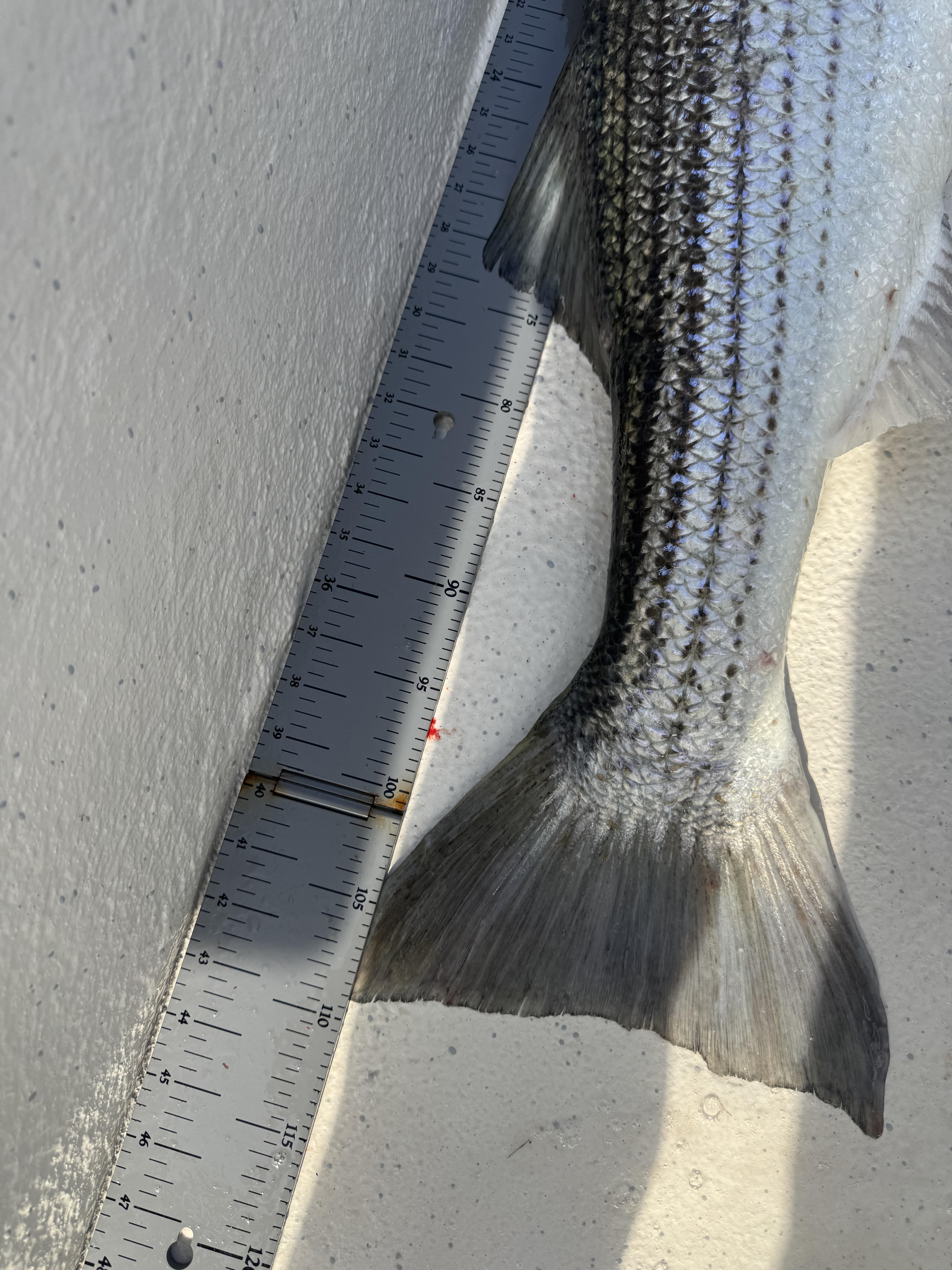 Mark Hiller 43 inch Striped Bass